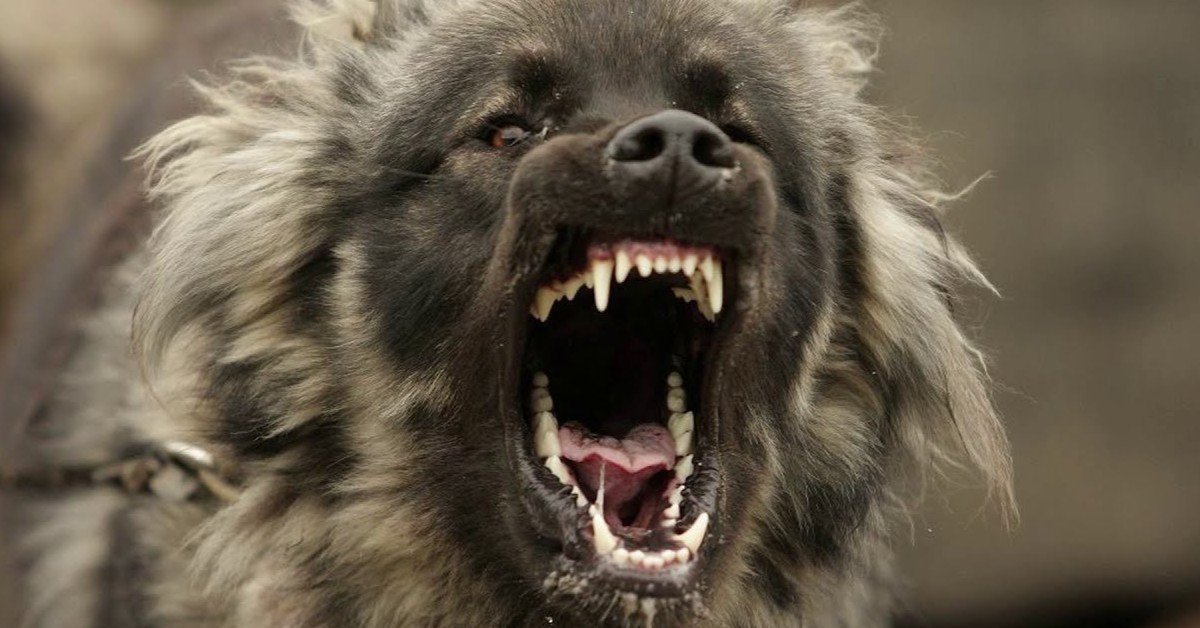 Депутаты предложили ввести «собачье ОСАГО» с выплатами 1 млн р. за смерть человека и 200 тыс. — вред имуществу